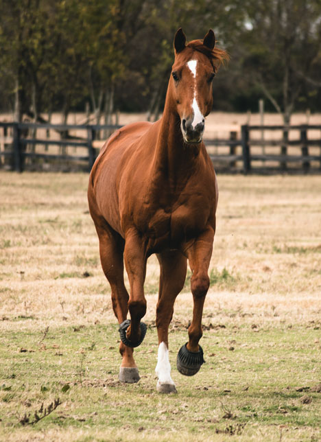 Tucker, the horse galloping through the pasture at Meadow Lane Equestrian Center