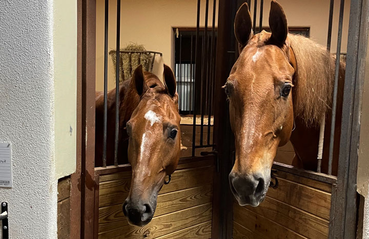 Two horses sticking their heads out their window at Meadow Lane Equestrian Center